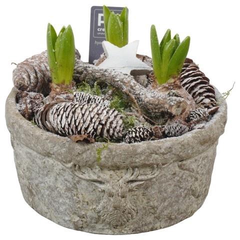 <h4>PTWH7797 Arrangement Winter Hyacint in beton pot</h4>