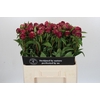 Paeonia Paul M. Wild