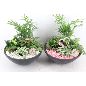 arr2 PL - Ebbischaal L - roze/wit