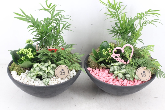 <h4>arr2 PL - Ebbischaal L - roze/wit</h4>