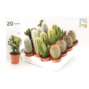 CACTUS GEM