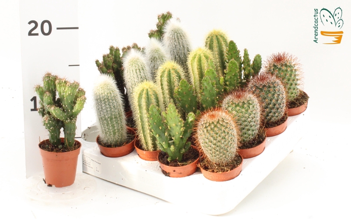 <h4>CACTUS GEM</h4>