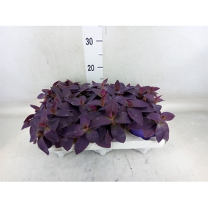Tradescantia   ...