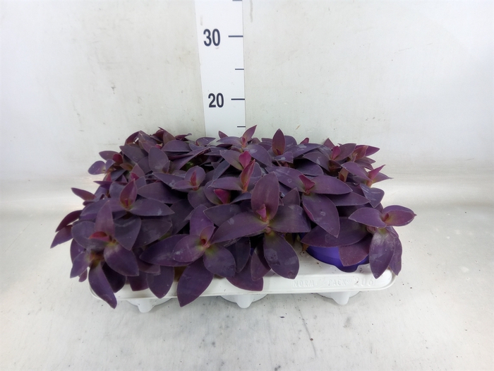 <h4>Tradescantia   ...</h4>