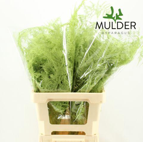 <h4>Asp Extra Klb Mint</h4>