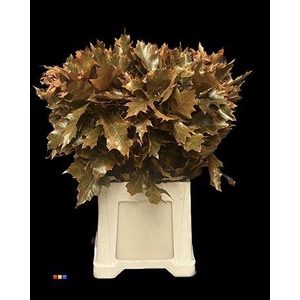 Quercus Klb Orange Transparent 80cm GK