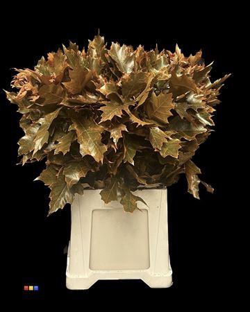 <h4>Quercus Klb Orange Transparent 80cm GK</h4>