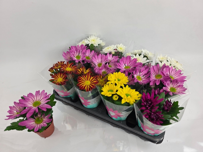 <h4>CHRYS GEM 5 KL</h4>