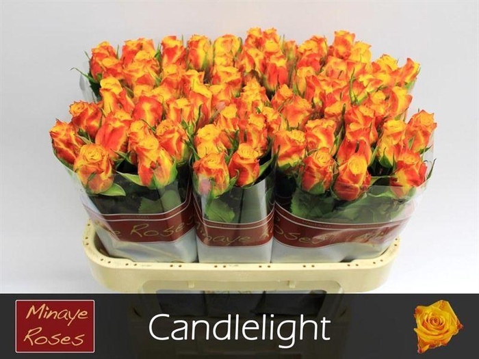 <h4>R GR CANDLELIGHT</h4>