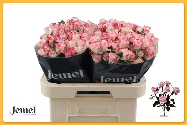 <h4>R TR REFLEX DEJA MIS</h4>