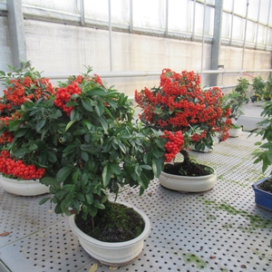 Pyracantha angustifolia, pot 23cm.