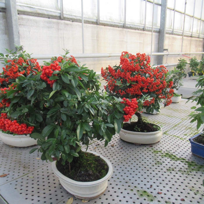 <h4>Pyracantha angustifolia, pot 23cm.</h4>