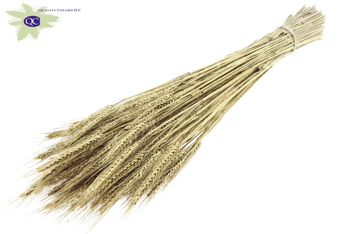 Triticale per bunch Gold + Glitter