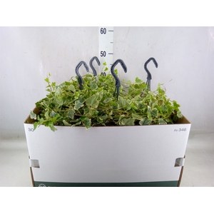 Hedera helix 'White Wonder'