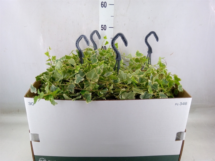 <h4>Hedera helix 'White Wonder'</h4>