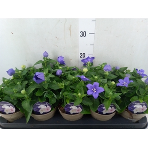 Platycodon grand. 'Astra Blue'