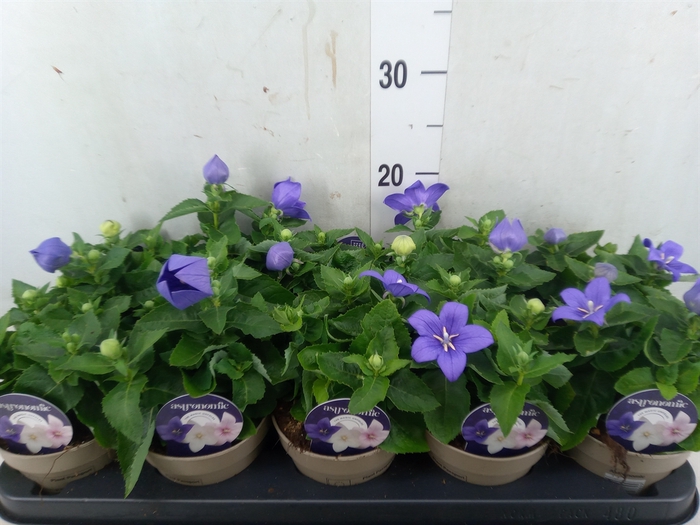 <h4>Platycodon grand. 'Astra Blue'</h4>