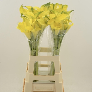 Calla Sunya | Dubbelbloemig