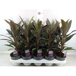 Cordyline fruti. 'Rumba'
