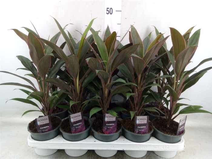 <h4>Cordyline fruti. 'Rumba'</h4>