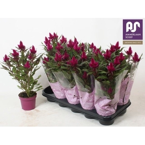 Celosia spic. 'Deep Purple'