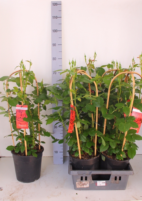 <h4>ROSA FL TROP SELECT</h4>