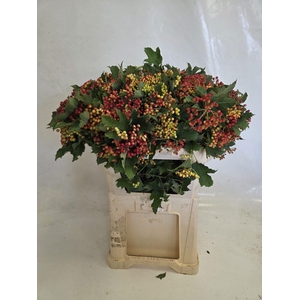Viburnum Compactum Hans Reijnen