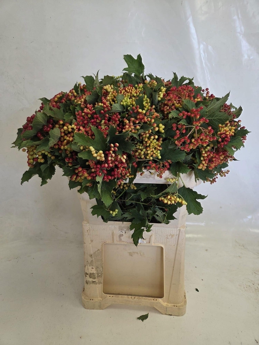 <h4>Viburnum Compactum Hans Reijnen</h4>