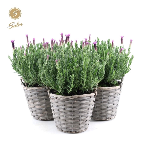 <h4>Lavandula st. 'Anouk'® Collection P19 in Basket</h4>