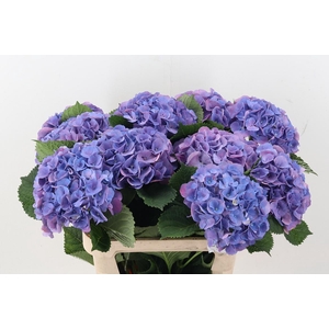 Hydr M Beau Calyp Pa