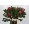 Protea Cynaroides Madiba