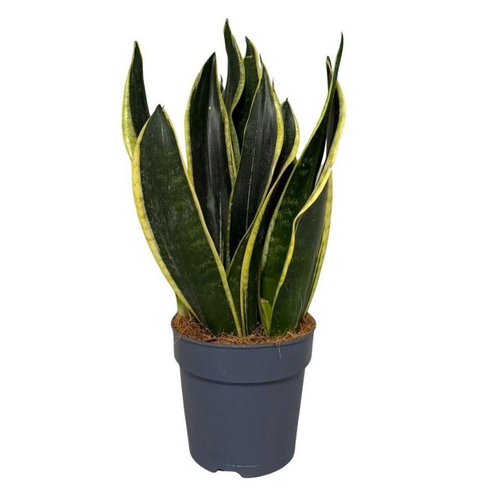<h4>Sansevieria trif. Black Gold</h4>