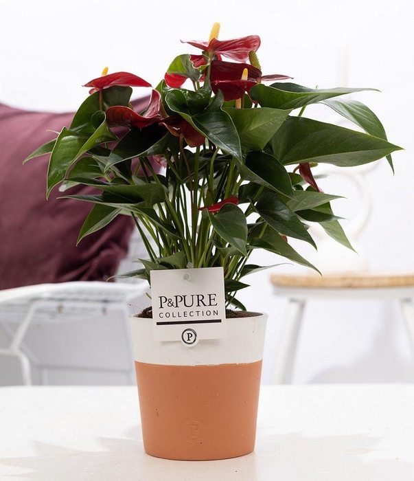 <h4>Anthurium red (Micra) in P&PURE Terra Cotta 4 white</h4>
