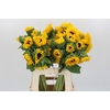 Helianthus Orange Fire