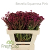 Berzelia Squarrosa Pink