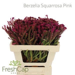 Berzelia Squarrosa Pink