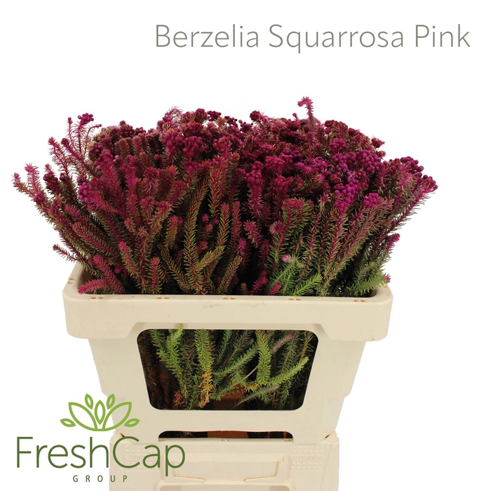 <h4>Berzelia Squarrosa Pink</h4>
