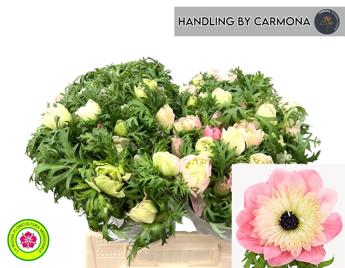 <h4>ANEM CO LEVAN ROSA</h4>