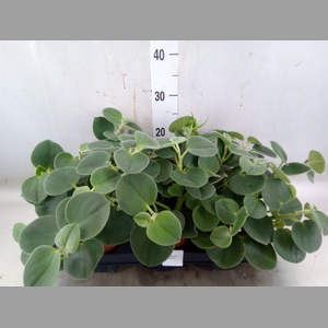 Peperomia