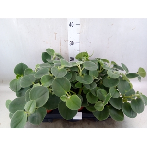 Peperomia