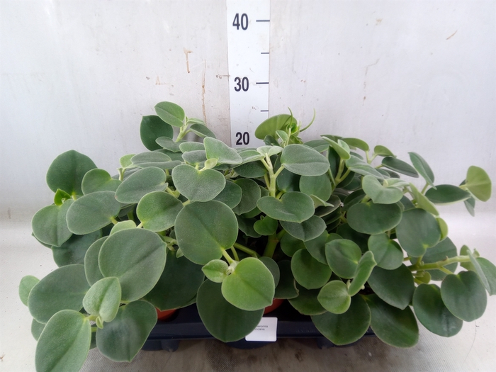 <h4>Peperomia</h4>
