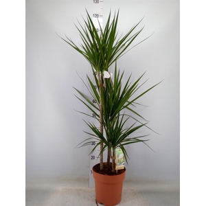Dracaena marg.