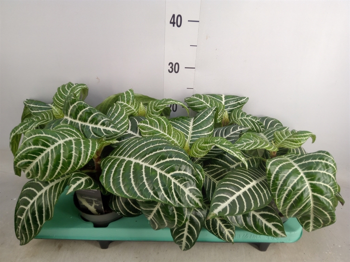 <h4>Aphelandra squar. 'Botanica'</h4>