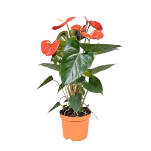 Anthurium andr. 'Atlas'