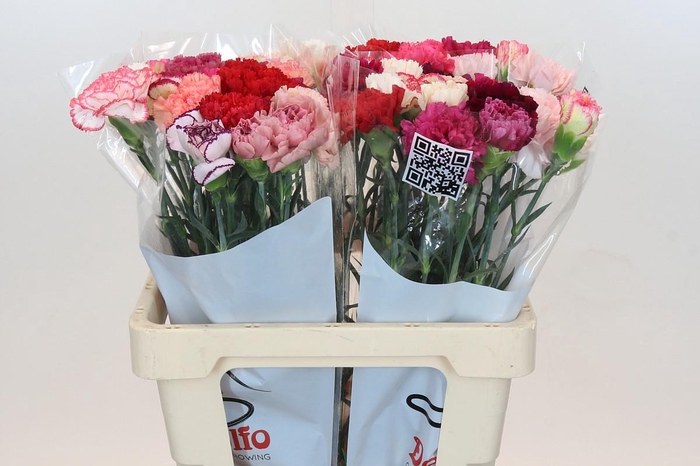 <h4>Dianthus St Rainbow</h4>