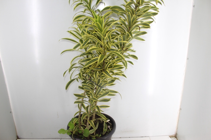 DRACENA PLEOMELE VARIEGATA V24