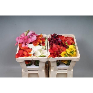 Calla Mix In Bucket Double Kallaland