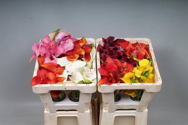 <h4>Calla Mix In Bucket Double Kallaland</h4>