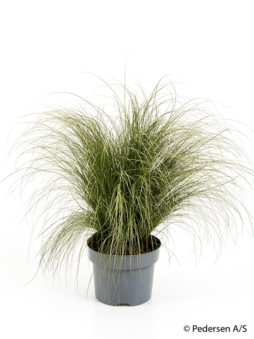 <h4>CAREX COMANS p17</h4>