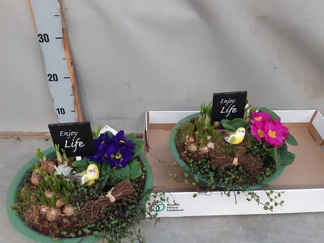 <h4>ARR BOL KNOLGEWAS</h4>